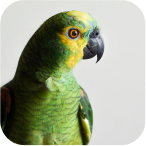 Client’s pet photo