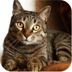 Client’s pet photo