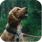Client’s pet photo